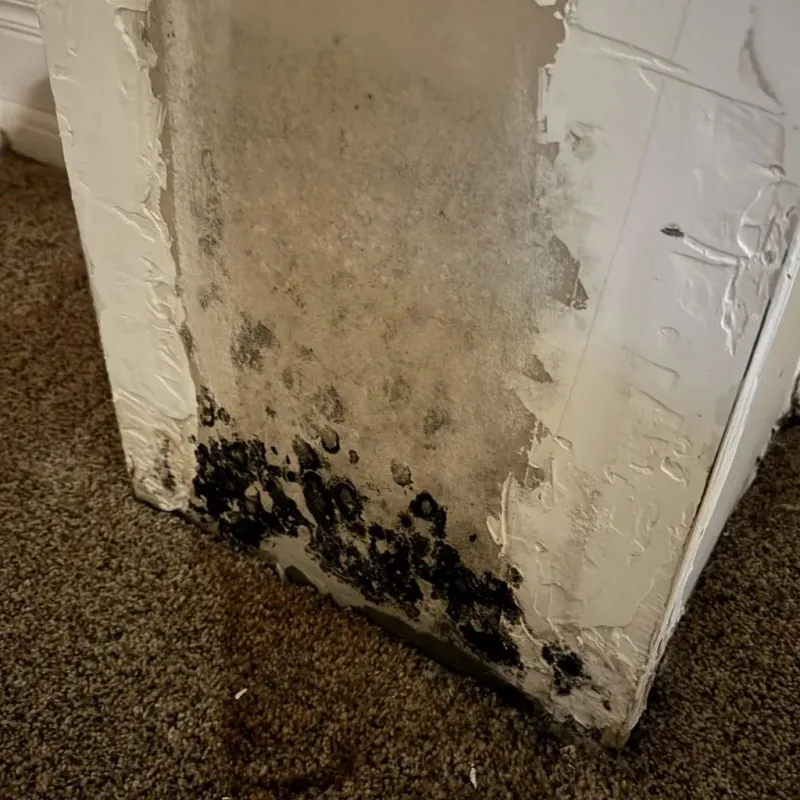 Professional Mold Removal in Brentwood Estates, TN